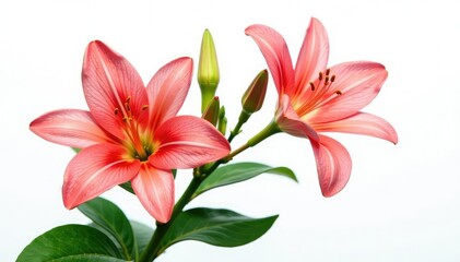 Fototapeta premium Large isolated plant with large flowers on white background, closeup, plant detail, foliage