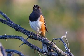Florida Eastern Towhee singing in spring