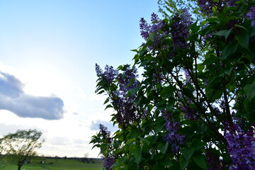 Clouds and Sky Over Tree