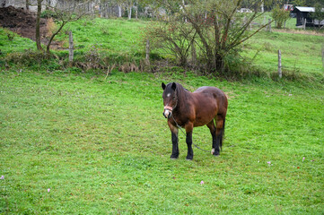 A brown horse grazing in a meadow. Domestic horse in the countryside.