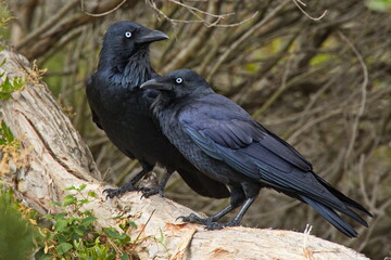 Pair of Currawongs in Cape Le Grand National Park, Western Australia, Australia
