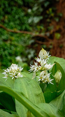Wild garlic spring blooms in Humford Woods, Northumberland