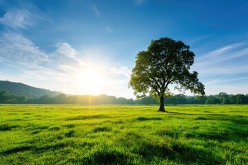 Obraz premium A vibrant green lawn adorned with a tree, basking in warm yellow sunlight under a clear blue sky. This picturesque meadow offers a stunning backdrop, perfect for web banners and nature-themed journey