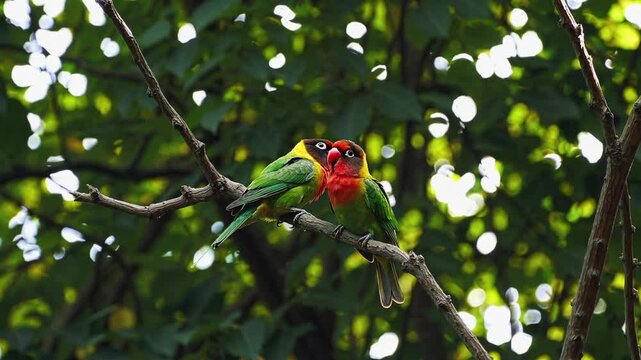 Two colorful parrots perched on a branch, captured in a close-up angle, set against a lush green background, ideal for a nature video scene.
