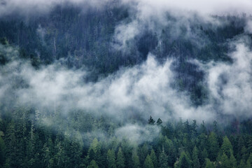 Moody forest landscape whit fog and mist at Cameron Lake, Vancouver Island, British Colombia, Canada