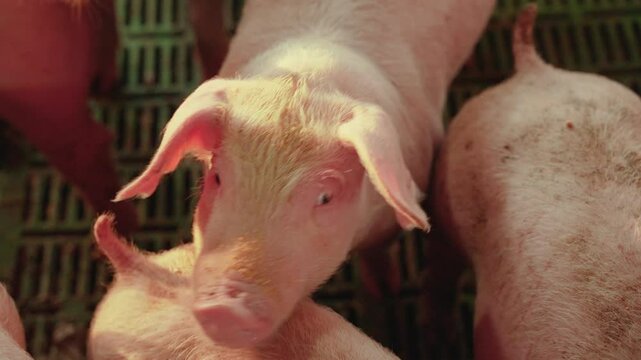 Close-up of a piglet in a breeding pen.