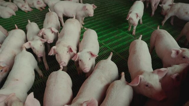Group of young pigs in a breeding pen.