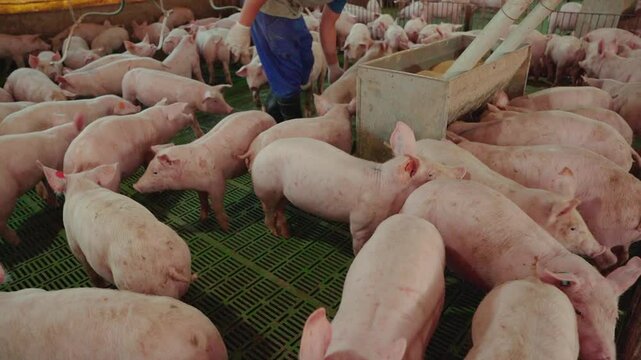 Producer feeding young pigs in the pen.