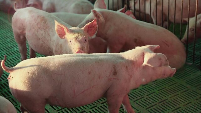 Pig farming in pens.
