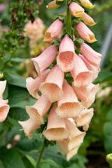 beautiful blooming foxglove at vertical composition © Freer