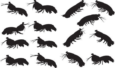 Mantis Shrimp Silhouettes