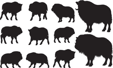 Musk Ox Calf Silhouettes