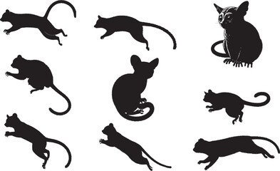 Bush Baby Silhouette