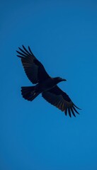 Obraz premium Flying crow against a stark blue background, nature scene, blue sky