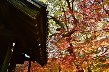 秋月城跡　福岡　九州　紅葉