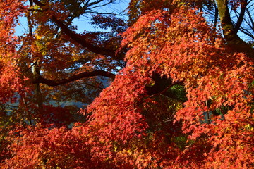 秋月城跡　福岡　九州　紅葉