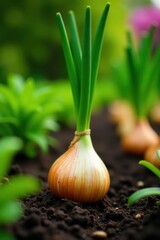 Obraz premium Fresh onion bulbs with green stems standing upright in a garden bed surrounded by soil and other plants, green, bulb