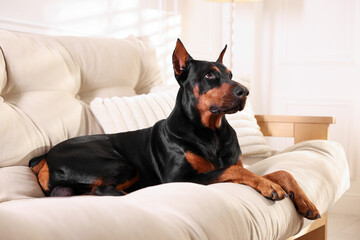 Adorable Doberman resting on sofa at home