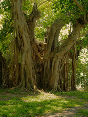 Ancient Banyan Tree in Sunlit with Dense Green Foliage. A magnificent banyan tree with sprawling...