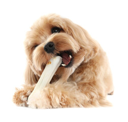 Cute dog with chew bone on white background