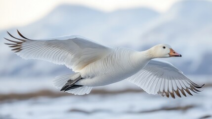 Fototapeta premium Snow Goose in Flight: A Majestic Winter Scene