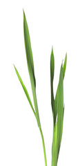 Blades of green grass isolated on white