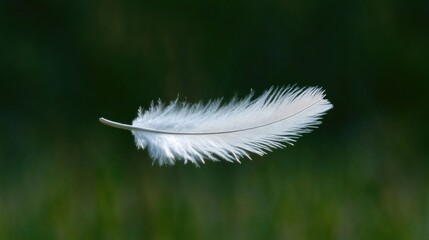 Obraz premium Delicate white feather in flight. A single, pristine white feather floats effortlessly against a dark green backdrop. The feather's soft texture and delicate structure are highlighted in the image