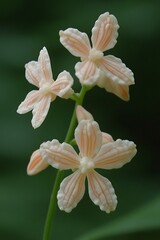 Fototapeta premium Delicate Peach Blossom Flowers Close Up Macro Photography