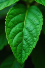 leaf with veins and texture, natural, earthy