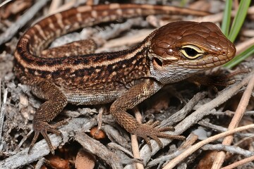 Fototapeta premium Closeup of a Brown Lizard Reptile on Ground