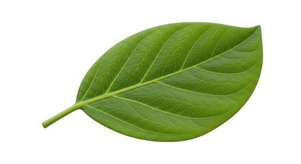 Detailed Close-Up of a Vibrant Green Leaf on a Seamless White Backdrop