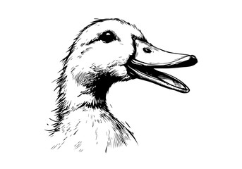 Pekin Duck hand drawn sketch illustration vector