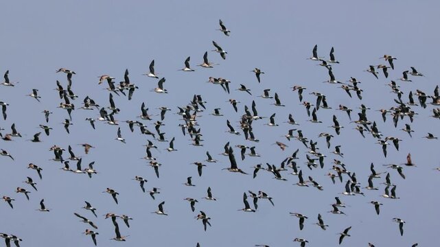 A flock of bar-tailed Godwits, migratory wader birds and world record holders for non-stop flight, flying around near a high tide roosting site on Bribie Island in Queensland, Australia.