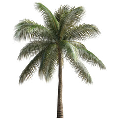 Fototapeta premium Lush green palm tree standing tall with vibrant fronds and a sturdy trunk.