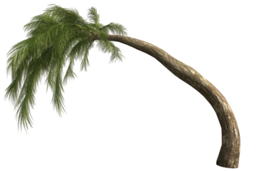 Curved palm tree with long, flowing leaves against a white background.