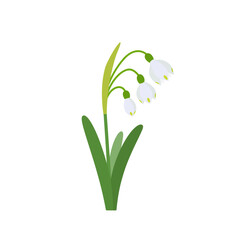 8__Leucojum_vernum__Spring_snowflake__250408