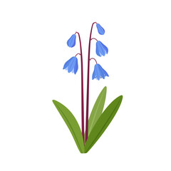 Scilla siberica, or wood squill. Spring flower. Hand drawn vector botanical illustration