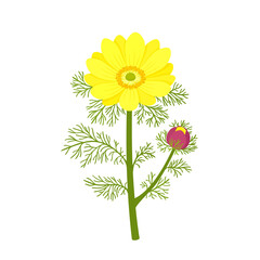 Adonis vernalis, or false hellebore. Spring flower, medicinal plant. Hand drawn vector illustration