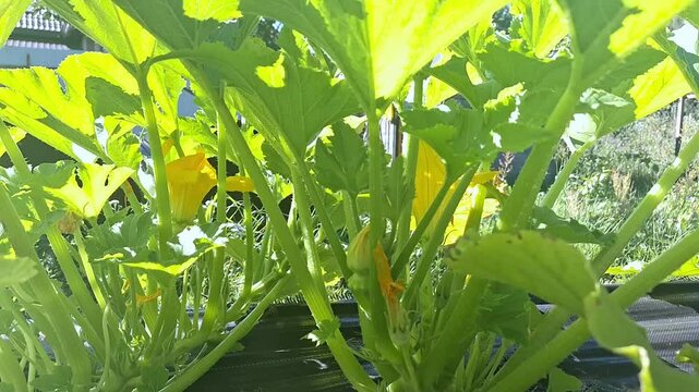 Vibrant garden scene with young pattypan squash plant