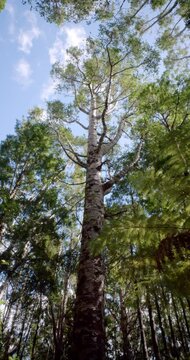 Treetops of the Giant Kauri Trees &ndash; Majestic Canopy of New Zealand's Forest Giants