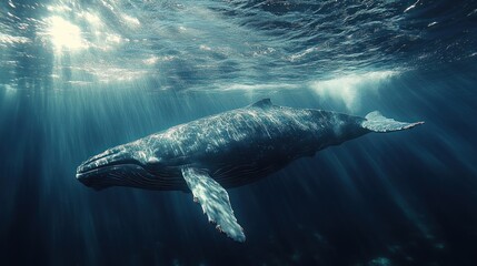 Naklejka premium Majestic Humpback Whale Underwater: A Symphony of Ocean Grace