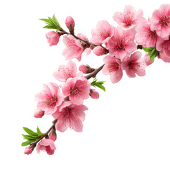 isolated transparent Background. Elegant pink flowers blooming on peach tree branch, showcasing nature beauty
