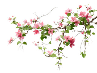 isolated transparent Background. Delicate pink flowers blooming on vine with lush green leaves, creating serene atmosphere