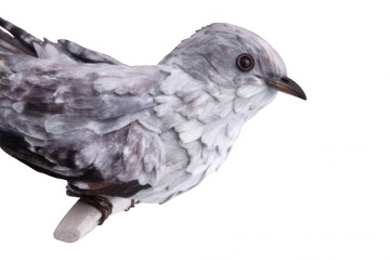 Naklejka premium Detailed Cuckoo Bird in Calm Perch Pose Transparent Background