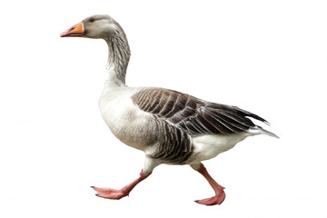Obraz premium Realistic Goose Walking with Detailed Feet and Feathers Transparent Background