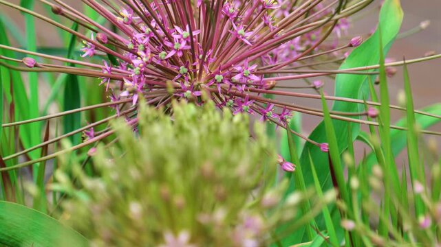 Allarium background.Allium schubertii family Alliaceae.Round purple caps of onion flowers close up. 4k footage