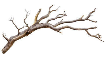 Fototapeta premium dead tree isolated on white background