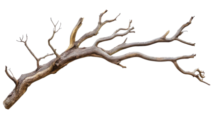 dead tree isolated on white background