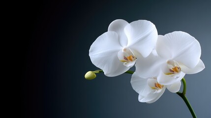 Elegant white orchids on dark background