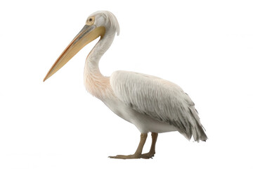 Realistic Pelican with Long Beak Standing on White Background Transparent Background